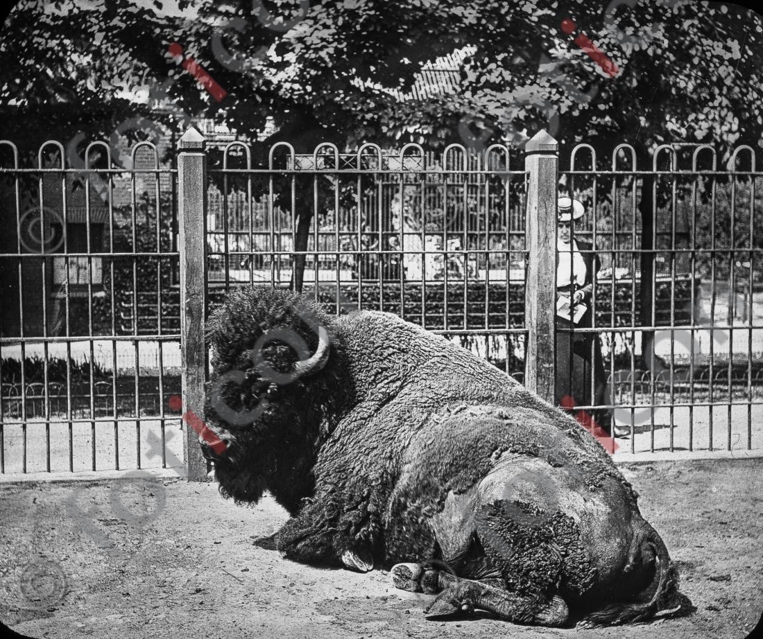 Bison | Bison  - Foto foticon-simon-167-050-sw.jpg | foticon.de - Bilddatenbank für Motive aus Geschichte und Kultur